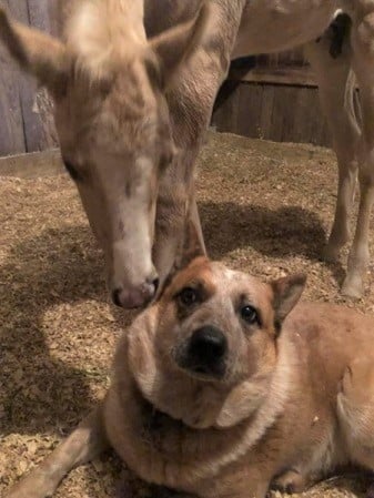 Zip Orphaned Foal